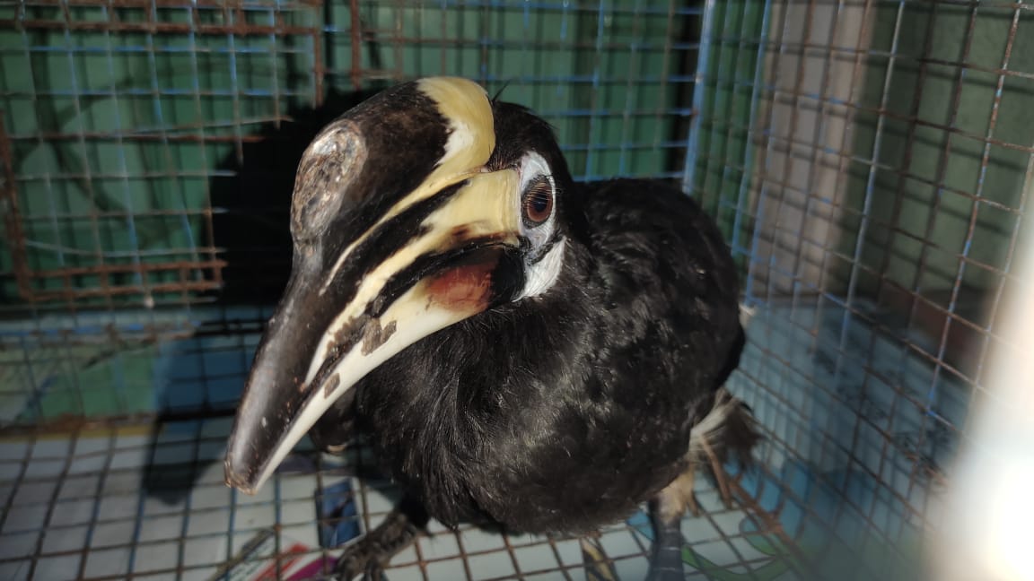 বিরল প্রজাতির পাখি উদ্ধার আন্তর্জাতিক দুই পাখি পাচারকারী গ্রেফতার