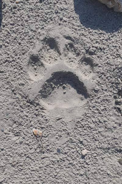 ২৩ বছর পর বক্সায় বাঘের দেখা,  রয়্যাল বেঙ্গল টাইগার এল ট্র্যাপ ক্যামেরায়