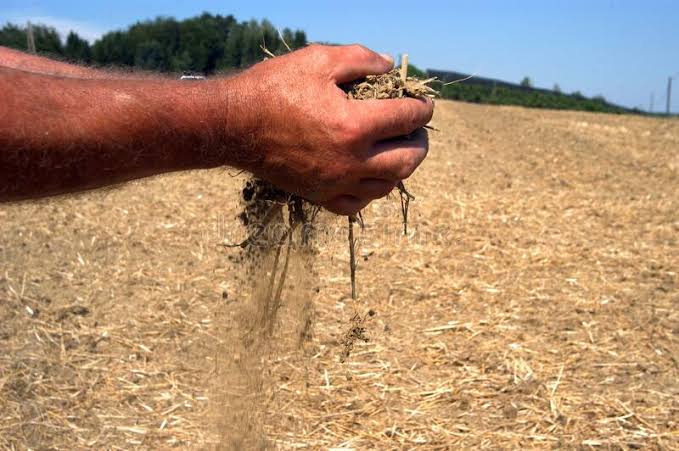 বঙ্গ বৃষ্টিহীন টানা ৫৭ দিন। ৪০ ডিগ্রীতে ফসল শুকোচ্ছে মাঠেই, এরপর দাম বাড়বে লাফিয়ে