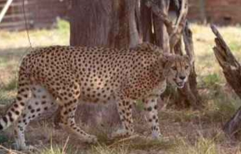 চিতা সার্কাস চলছে! কংগ্রেসের তীব্র সমালোচনা! মুখ খুললেন অধীর। জলন্ত ইস্যু থেকে নজর ঘোরানোই উদ্দেশ‍্য